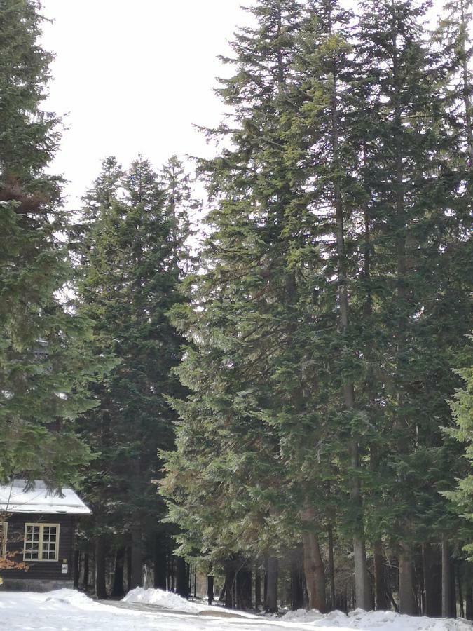 Excellent studios for your vacation-Hotel Villa Park- Borovets Eksteriør billede